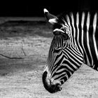 Zebra in der Wilhelma 