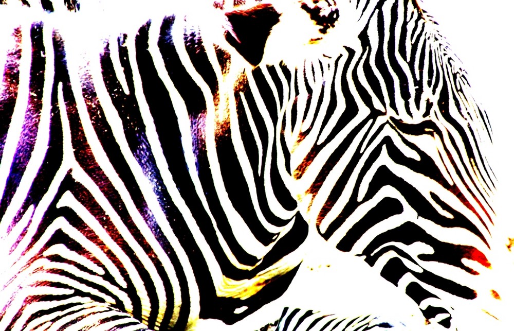 Zebra in der Wilhelma