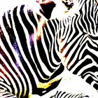 Zebra in der Wilhelma