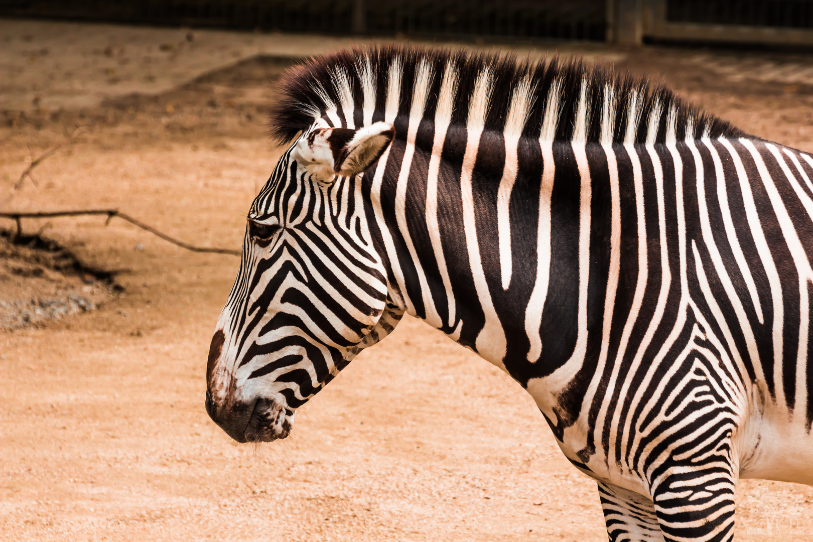 Zebra in der Wilhelma