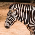 Zebra in der Wilhelma