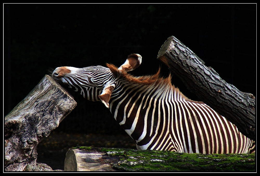 Zebra in der Wilhelma