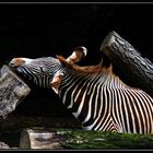 Zebra in der Wilhelma