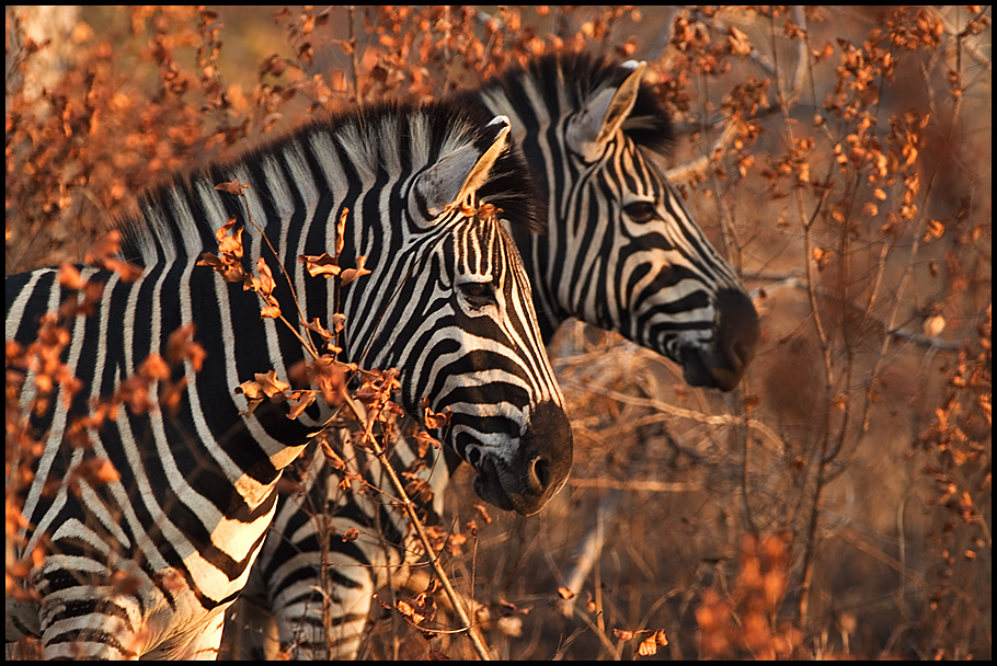 Zebra in Doppelpack ;-))