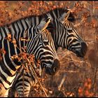 Zebra in Doppelpack ;-))