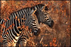 Zebra in Doppelpack ;-))