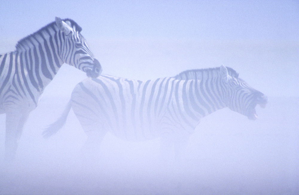 Zebra in dust