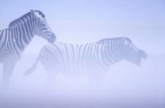 Zebra in dust