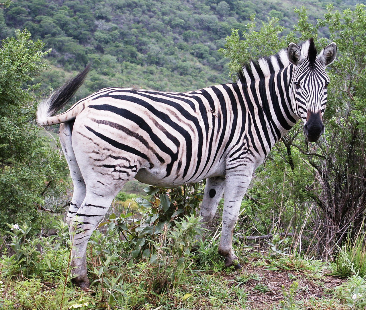 Zebra in freier Natur