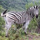 Zebra in freier Natur