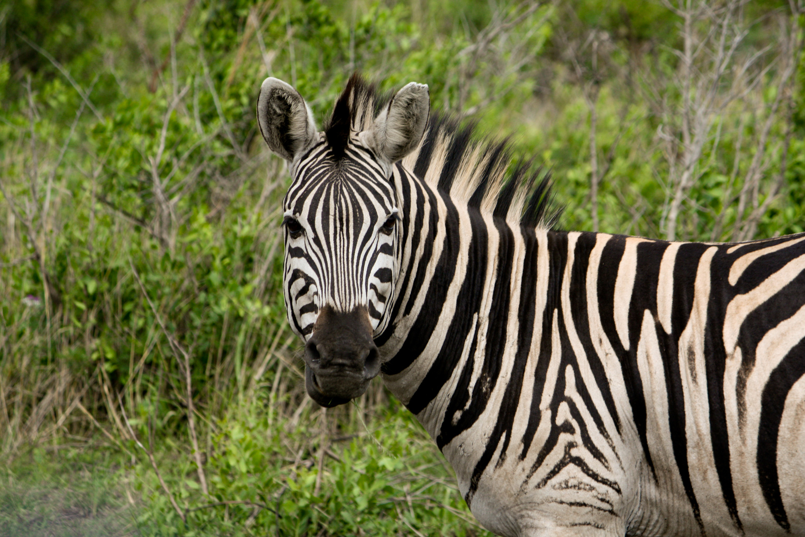 Zebra in freier Wildnis