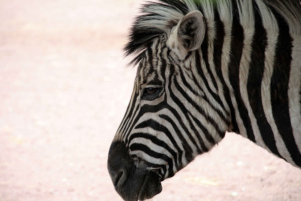 Zebra in Gedanken