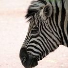 Zebra in Gedanken