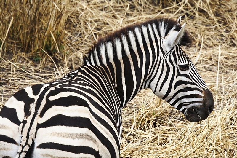 Zebra in Krüger Park