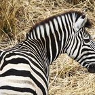 Zebra in Krüger Park