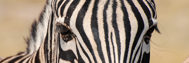 Zebra in Namibia