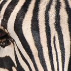 Zebra in Namibia