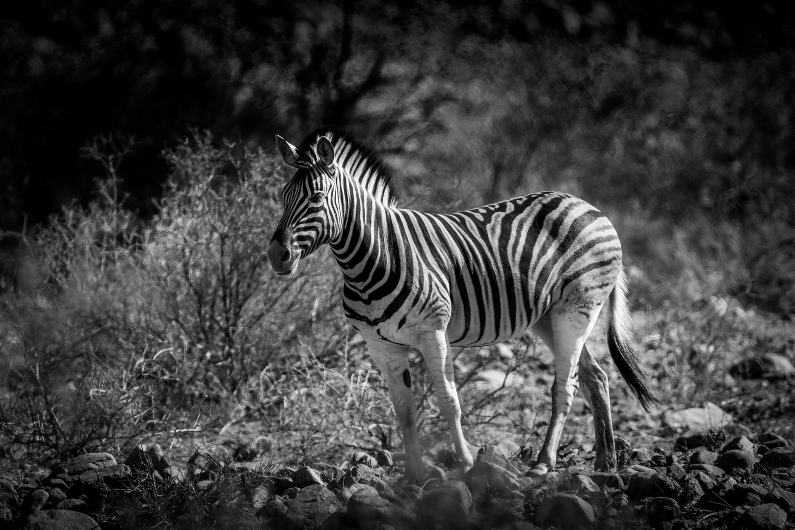 Zebra in Namibia