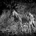 Zebra in Namibia