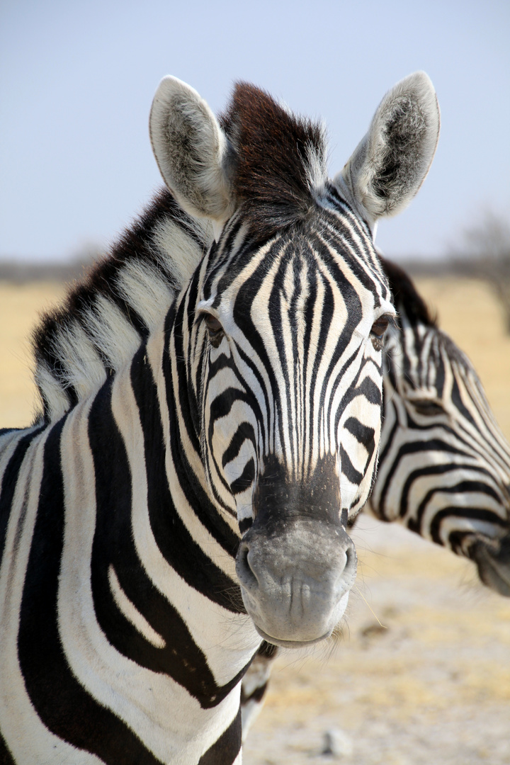 Zebra in Namibia