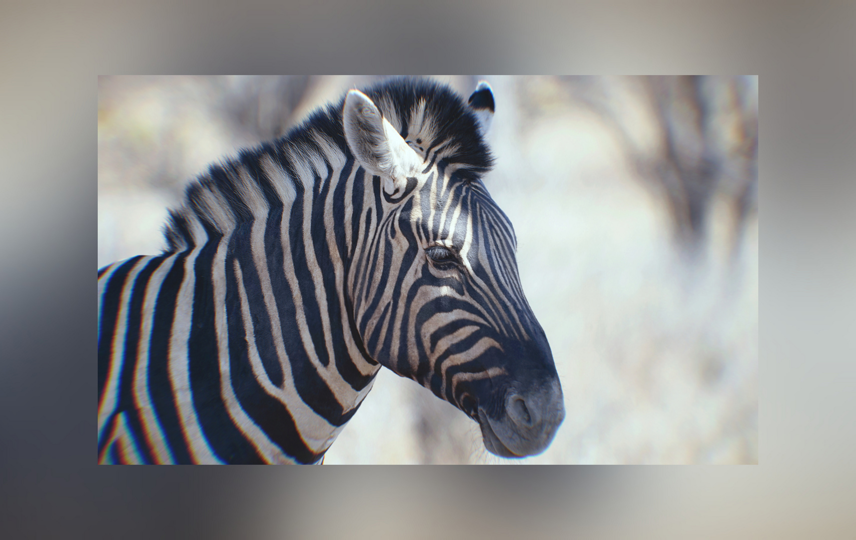 Zebra in Namibia 