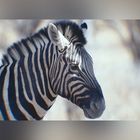 Zebra in Namibia 