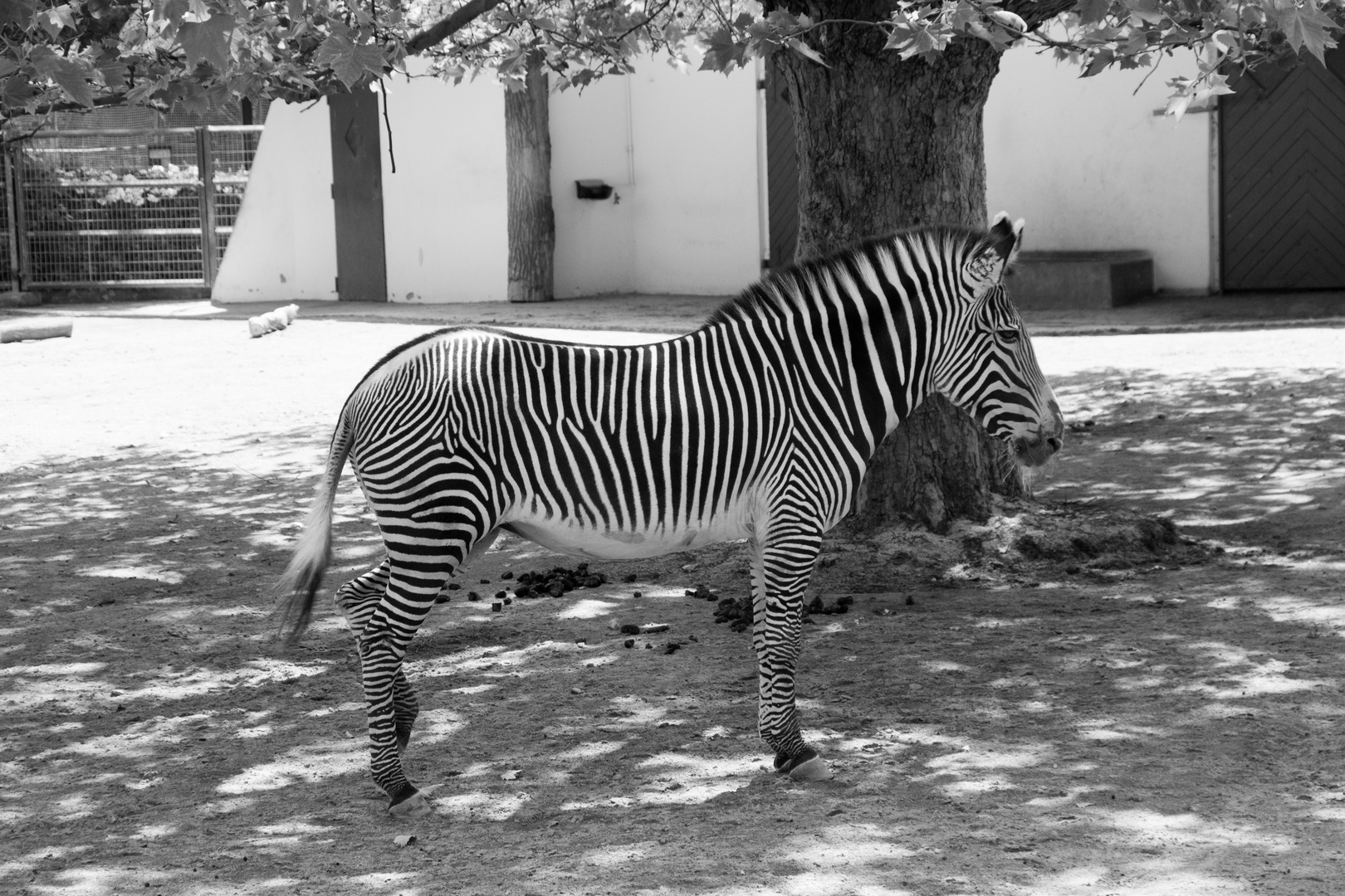 Zebra in Naturfarbe