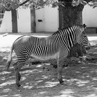 Zebra in Naturfarbe