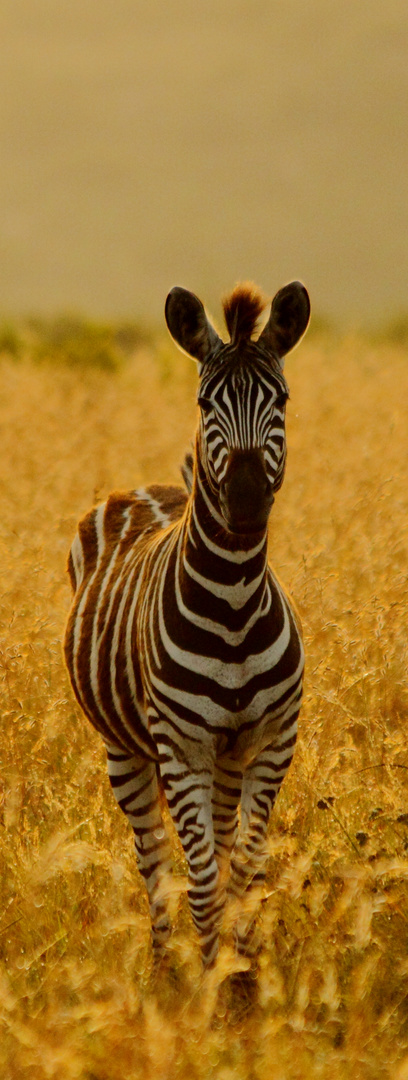 Zebra in position