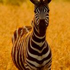 Zebra in position