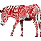 Zebra in Rot