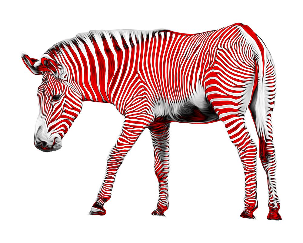 Zebra in Rot