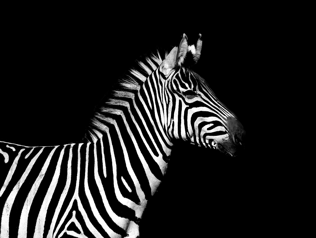 Zebra in schwarz und weiß