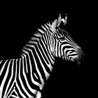 Zebra in schwarz und weiß