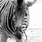 Zebra in Schwarz-Weiß