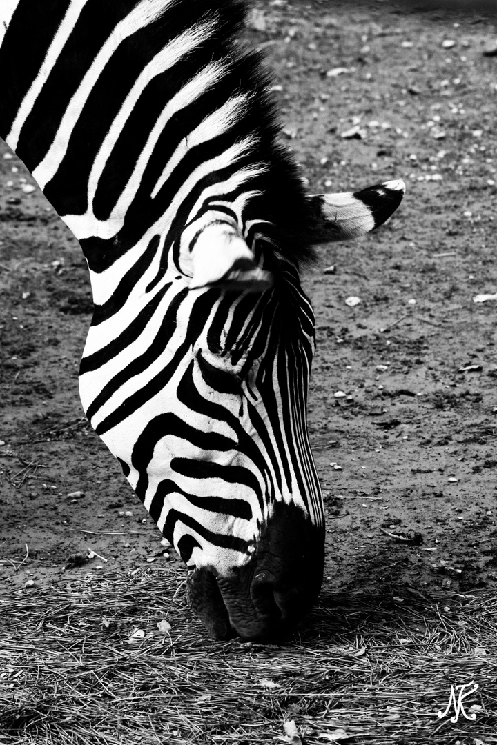 Zebra in Schwarz Weiß