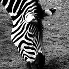 Zebra in Schwarz Weiß