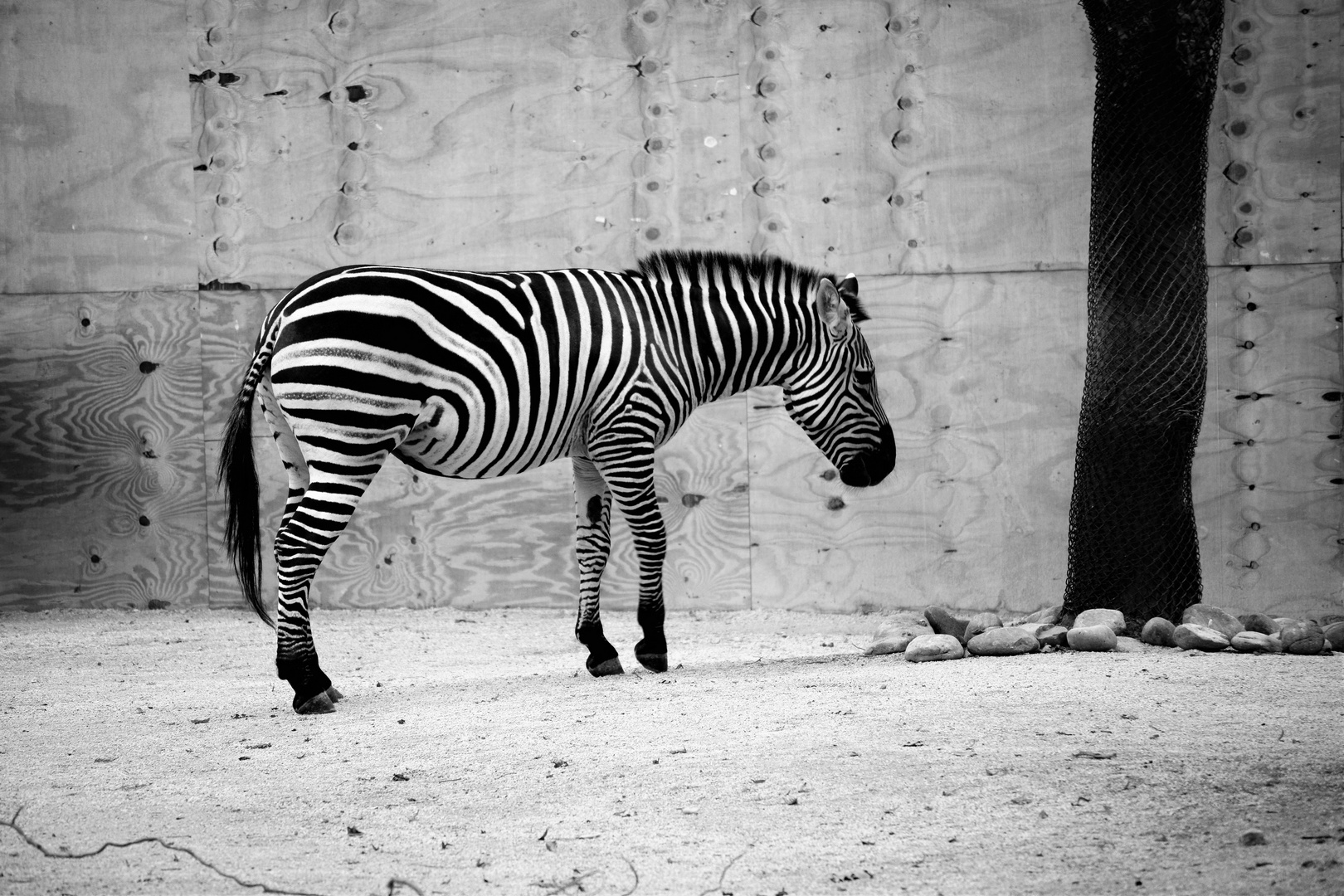 Zebra in schwarz-weiß