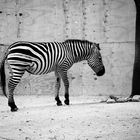 Zebra in schwarz-weiß