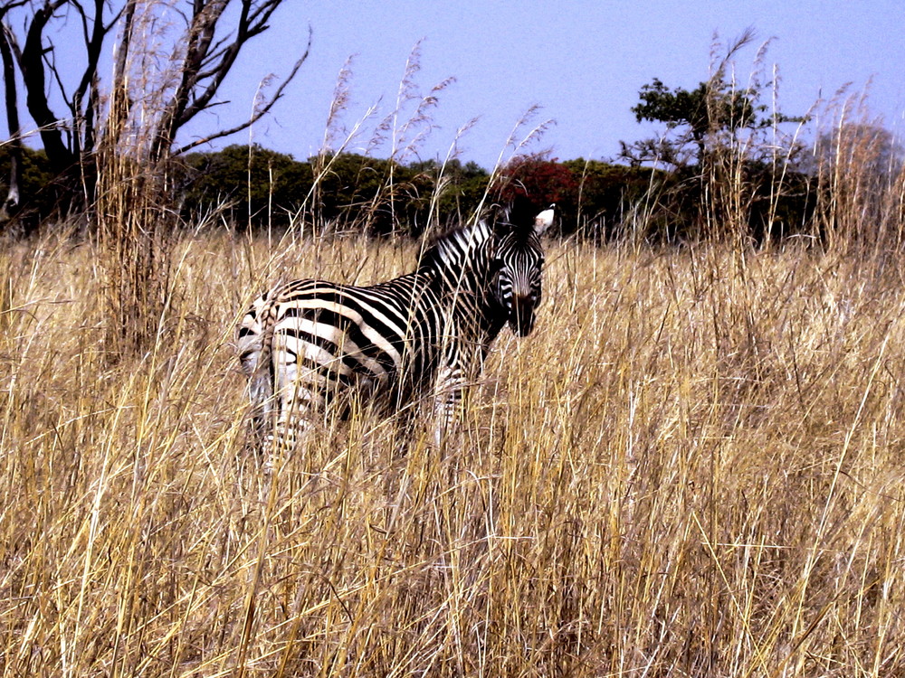 Zebra in Simbabwe