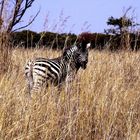 Zebra in Simbabwe