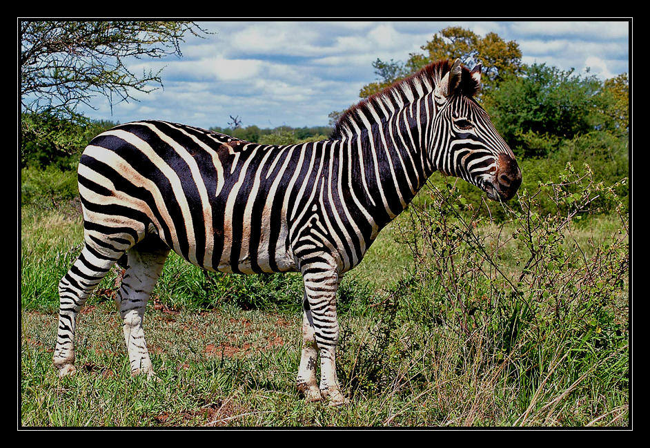 Zebra in Südafrika