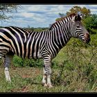 Zebra in Südafrika