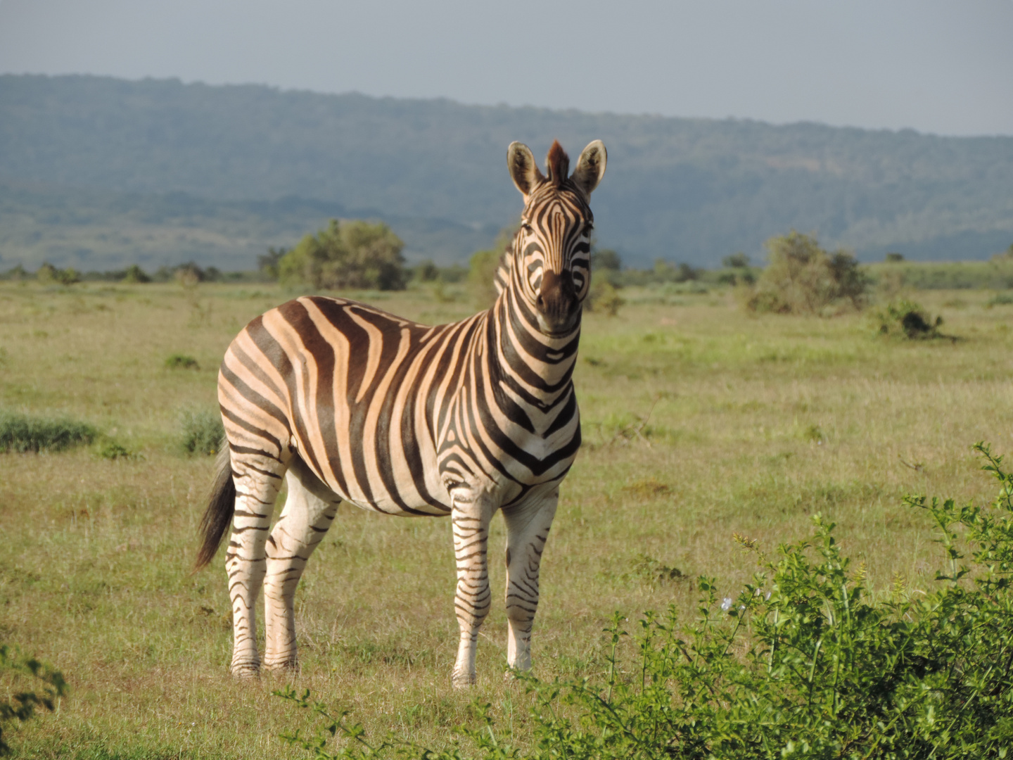 Zebra in Südafrika