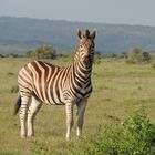 Zebra in Südafrika