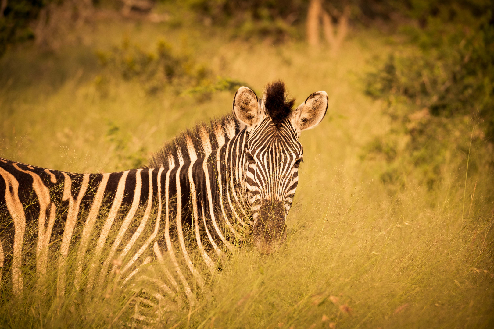 Zebra in Südafrika