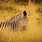 Zebra in Südafrika