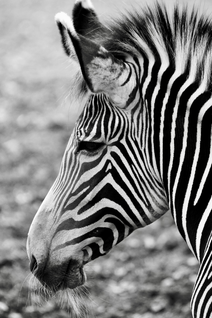 Zebra in SW