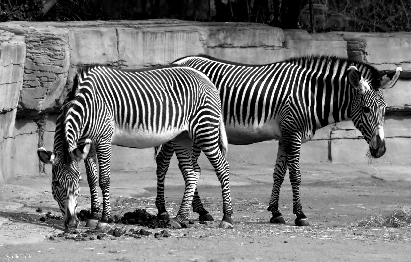 Zebra in s/w