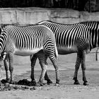 Zebra in s/w